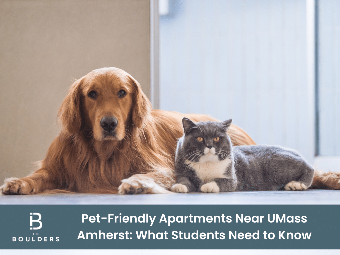 Pet-Friendly Apartments Near UMass Amherst: What Students Need to Know